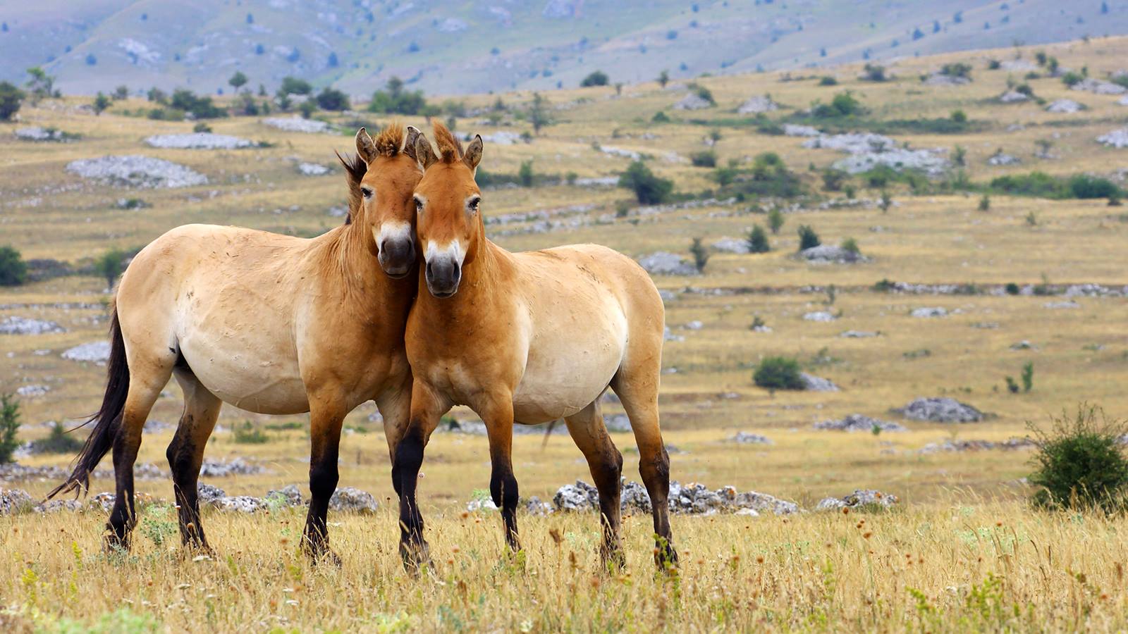 Przewalski`s Horse